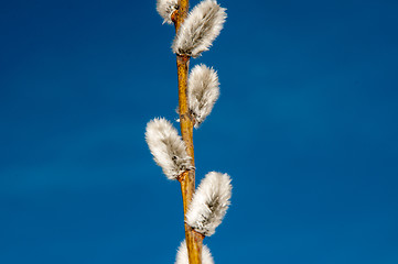 Image showing Willow sprigs to bloom for Easter