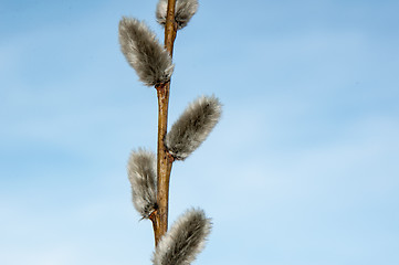 Image showing Willow sprigs to bloom for Easter