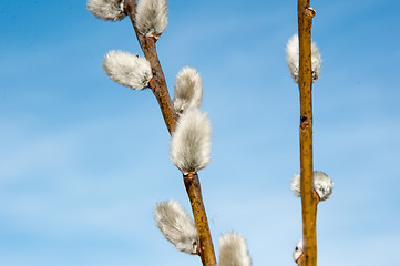 Image showing Willow sprigs to bloom for Easter