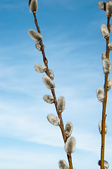 Image showing Willow sprigs to bloom for Easter