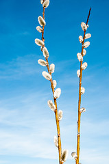 Image showing Willow sprigs to bloom for Easter