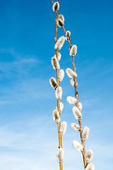 Image showing Willow sprigs to bloom for Easter