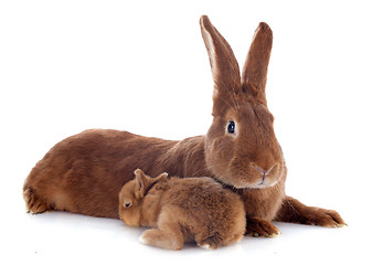 Image showing young rabbit and mother