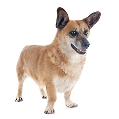 Image showing Welsh Corgi