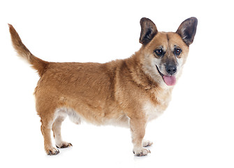 Image showing Welsh Corgi