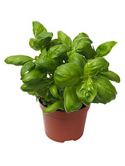 Image showing Basil herb on white