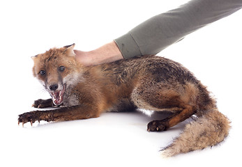 Image showing wild fox