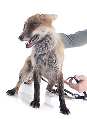 Image showing wild fox