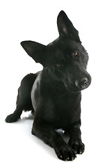 Image showing black german shepherd