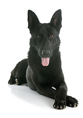 Image showing black german shepherd