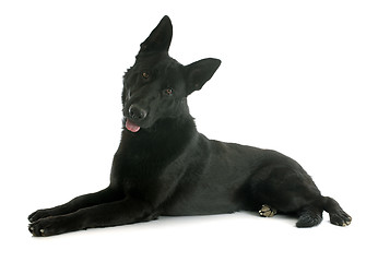 Image showing black german shepherd