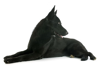 Image showing black german shepherd