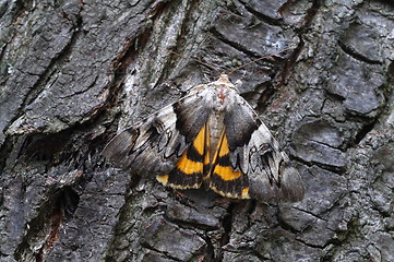 Image showing Light Crimson Underwing moth