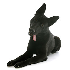 Image showing black german shepherd