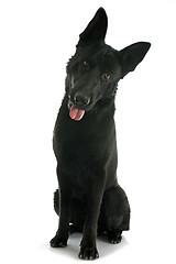 Image showing black german shepherd