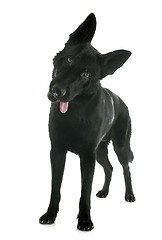 Image showing black german shepherd