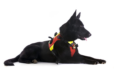 Image showing black german shepherd