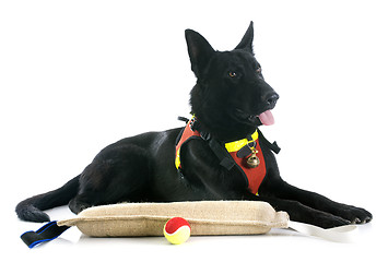 Image showing black german shepherd