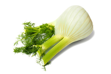 Image showing Florence fennel bulb on white