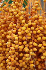 Image showing Bbright orange fruits of palm