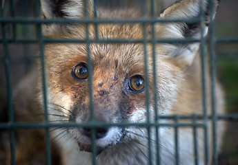 Image showing red fox in cage