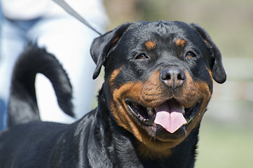 Image showing rottweiler