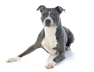 Image showing american staffordshire terrier