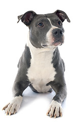 Image showing american staffordshire terrier