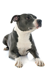 Image showing american staffordshire terrier