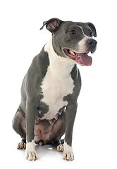 Image showing american staffordshire terrier