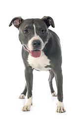 Image showing american staffordshire terrier