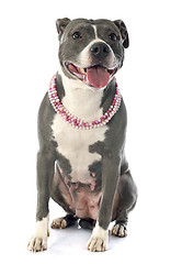 Image showing american staffordshire terrier