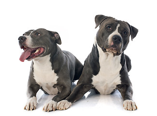 Image showing two american staffordshire terrierw