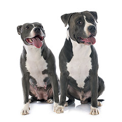 Image showing two american staffordshire terrierw