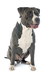 Image showing american staffordshire terrier