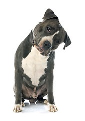 Image showing american staffordshire terrier