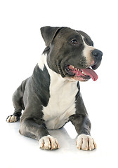 Image showing american staffordshire terrier