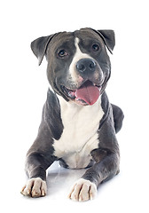 Image showing american staffordshire terrier