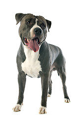 Image showing american staffordshire terrier