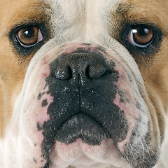 Image showing english bulldog 