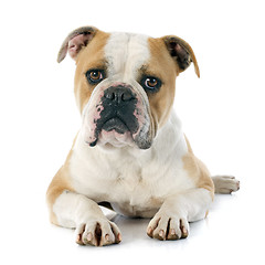 Image showing english bulldog 