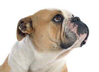 Image showing english bulldog 