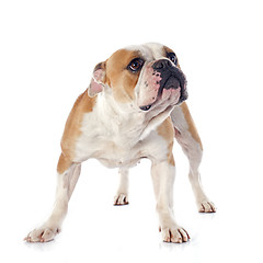 Image showing english bulldog 