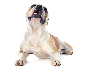 Image showing english bulldog 