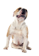 Image showing english bulldog 