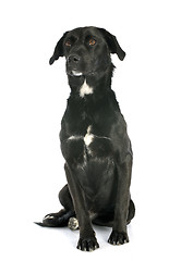 Image showing crossbred labrador