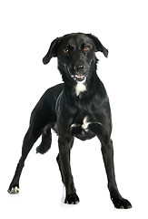 Image showing crossbred labrador