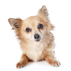 Image showing chihuahua