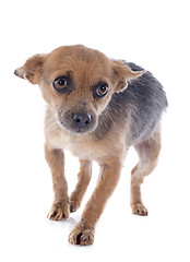 Image showing crossbred chihuahua