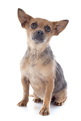 Image showing crossbred chihuahua